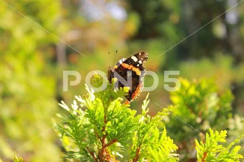 Macro shooting prirogda butterfly insect natural nature living Stock Photos