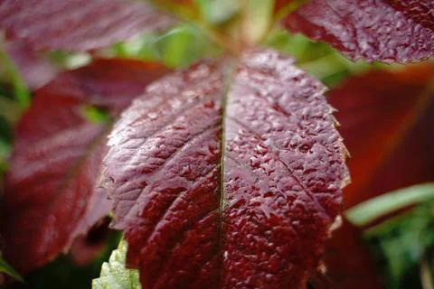 Macro shooting, selective focus. Red autumn leaves with dew drops. Stock Photos