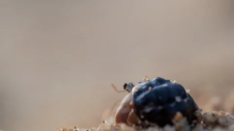 Macro shooting of small crab hiding in a shell Stock Footage 123490522