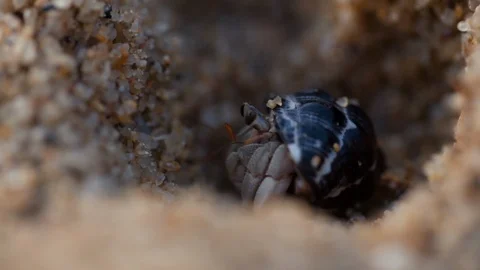 Macro shooting of small crab hiding in a shell Stock Footage 123490646