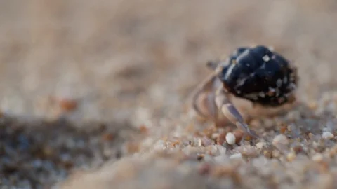 Macro shooting of small crab hiding in a shell Stock Footage 123490696