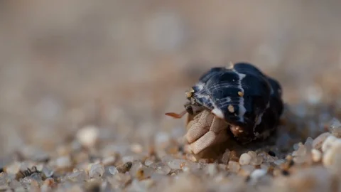 Macro shooting of small crab hiding in a shell Stock Footage 123491168