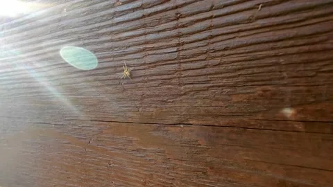 Macro shooting. A small spider crawls along a brown wooden fence to meet the sun Stock Footage 164842776