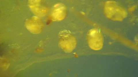 Macro  shooting  Snail Caviar Stock Footage 53283464