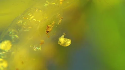 Macro  shooting  Snail Caviar 스톡 동영상 53283521