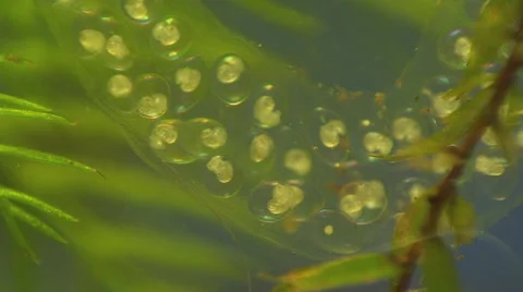 Macro  shooting of the Snail caviar. Video stock 53376659