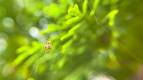 Macro shooting. The spider sits on its web and waits for a victim. Stock Footage 243811445