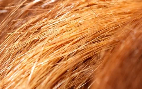 Macro shooting Split ends of red long hair. 스톡 사진