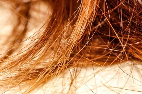Macro shooting Split ends of red long hair. Fotos Stock