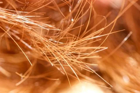 Macro shooting Split ends of red long hair. Foto stock
