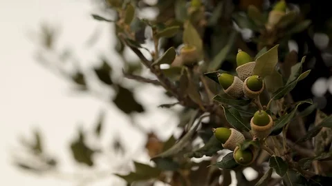 Macro shooting tree Stock Footage 97930583