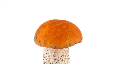 Macro shooting of upper part of forest foxy red cap mushroom. Slowly rotating Stock Footage 95468703