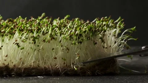 Macro shot of alfalfa microgreen sprouts against black background Stock Footage 240869837