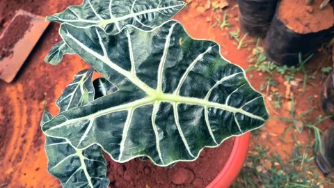 Macro shot of alocasia amazonica leaf with striking white veining detail. Stock-Footage 344092128