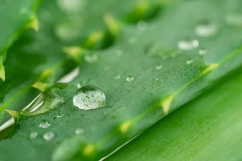 Macro shot of aloe vera leaf with water drops. Stock Photos