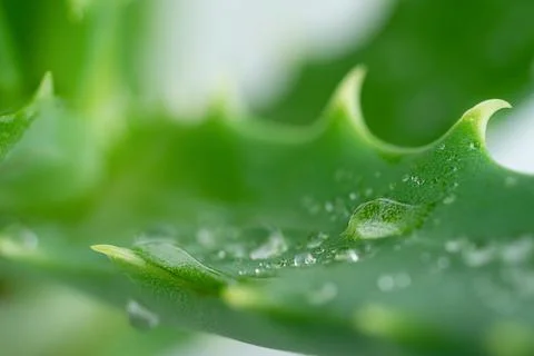 Macro shot of aloe vera leaf with water drops. Stock Photos