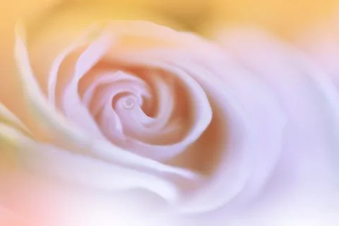 Macro Shot of Amazing Spring Magic Rose Flowers.Conceptual Abstract Image. Stock Photos