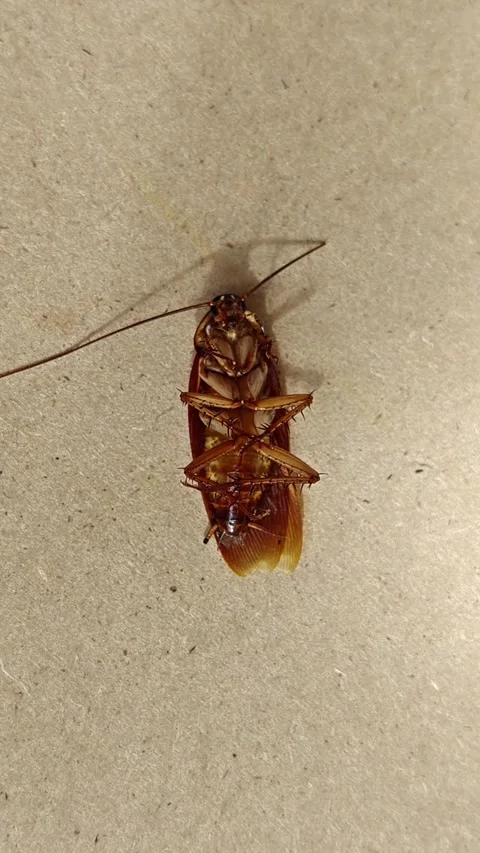 Macro Shot of American Cockroach Lying Upside Down on Brown Surface Stock Footage 330636703