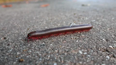Macro shot of american millipede walking on ground in North Carolina. Stock Footage 327037344