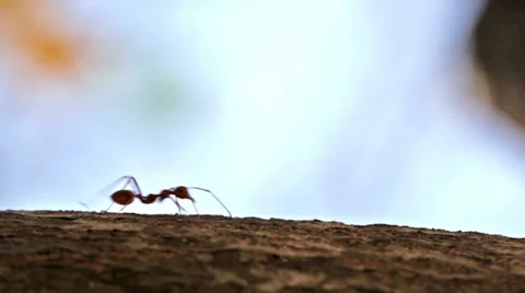 Macro shot of ant activity 스톡 동영상 39017097