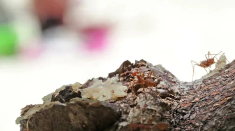 Macro shot of ant activity Stock Footage 39017116