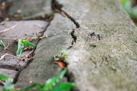 A macro shot of ant on a cement surface Stock Photos