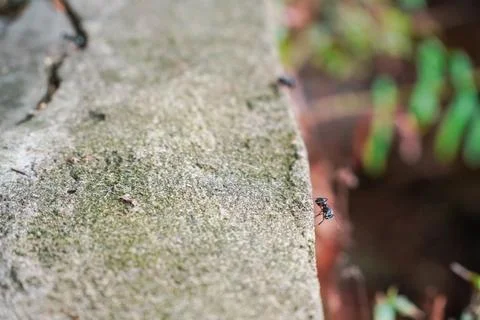 A macro shot of ant on a cement surface Stock Photos