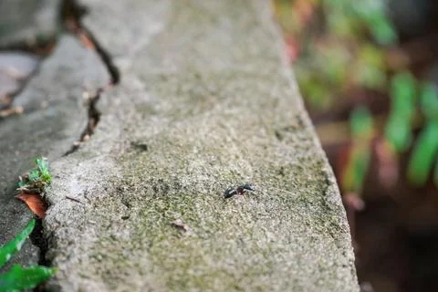 A macro shot of ant on a cement surface Stock Photos
