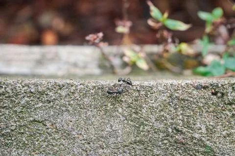 A macro shot of ant on a cement surface Stock Photos