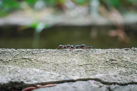 A macro shot of ant on a cement surface Stock Photos