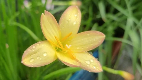 Macro Shot of an Ant Crawling on an Apricot Rain Lily with Water Droplets Vidéo 339352100