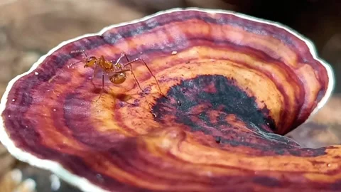 Macro Shot of Ant Crawling on Ganoderma Mushroom in Tropical Rainforest 스톡 동영상 333021305