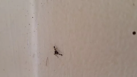 Macro shot of an ant crawling on a white wall Stock Footage 337051067