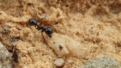 Macro shot of an ant drags a grain of wheat Stock Footage 145632509