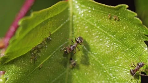 Macro Shot of Ant Interacting with Aphids on Green leaf Stock Footage 311537228