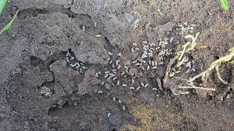 Macro shot of an ant nest under a stone with ants carrying larvae and eggs .. Stock Footage 308786670