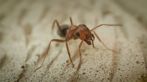 Macro shot of the ant in slow motion closeup Stock Footage 133630194