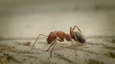 Macro shot of the ant in slow motion closeup 스톡 동영상 133630209