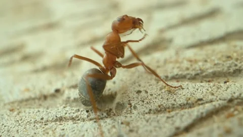 Macro shot of the ant in slow motion closeup 스톡 동영상 133630236