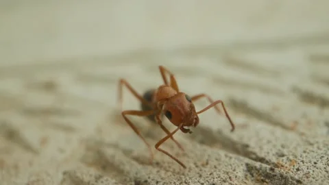 Macro shot of the ant in slow motion closeup 스톡 동영상 133630244