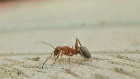 Macro shot of the ant in slow motion closeup 스톡 동영상 133630246