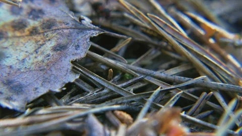 Macro shot of ant walking over pine needles 스톡 동영상 108952627