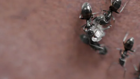 Macro Shot With Ants And Eggs Stock Footage 204850999