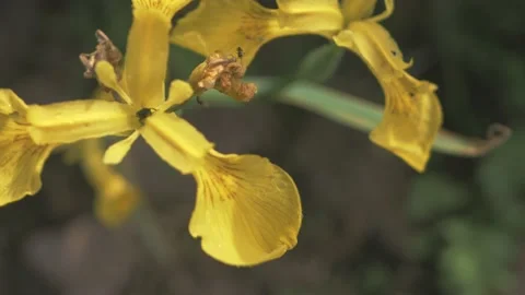 Macro shot of ants and insects on yellow flowers Video stock 211804310