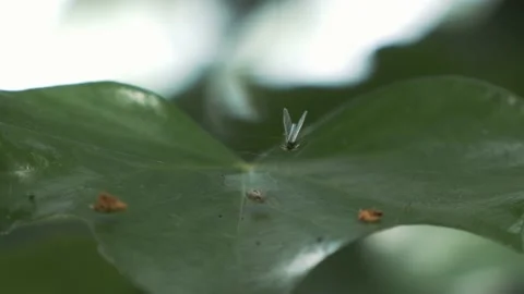 Macro shot of ants and insects on yellow flowers Video stock 211804420