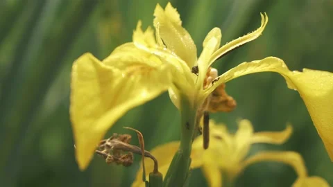 Macro shot of ants and insects on yellow flowers Stock Footage 211804773