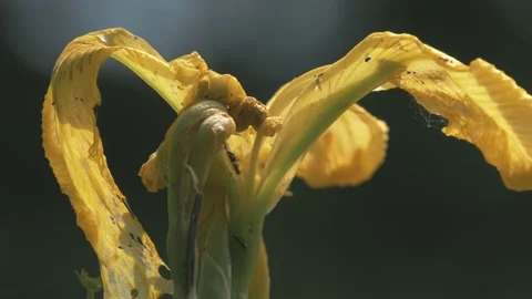 Macro shot of ants and insects on yellow flowers Stock Footage 211805398