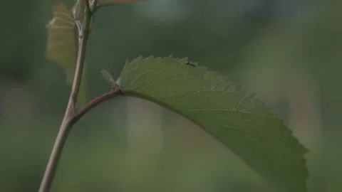 Macro shot of ants and insects on flowers and leaf Video stock 211805594
