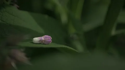 Macro shot of ants and insects on flowers and leaf Stock Footage 211805778