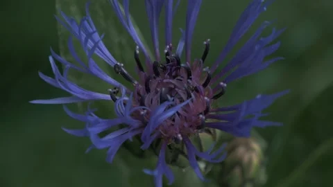 Macro shot of ants and insects on flowers and leaf Video stock 211806371